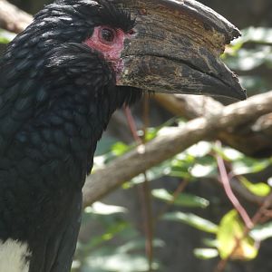 Trumpeter Hornbill at the Greensboro Science Center