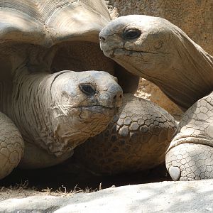 Aldabra Tortoises at the Greensboro Science Center