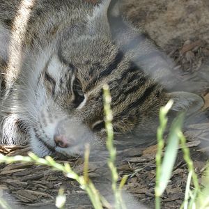 Fishing Cat at the Greensboro Science Center