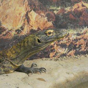 Komodo Dragon at the Greensboro Science Center