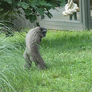 Javan Gibbon at the Greensboro Science Center