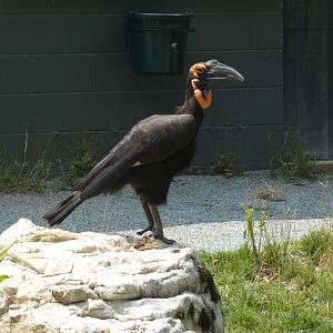 Southern Ground Hornbill at the Greensboro Science Center