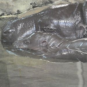 Baby Pygmy Hippo "Huckleberry" with mom "Holly berry"