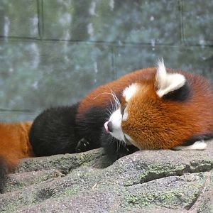 Red Panda "Ravi" at the Greensboro Science Center