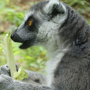 Ring-tailed Lemur at the Greensboro Science Center