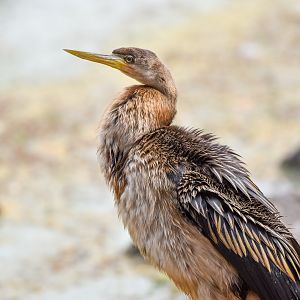 Australasian Darter