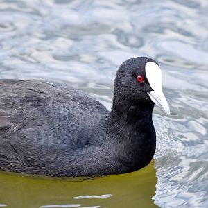 Eurasian Coot