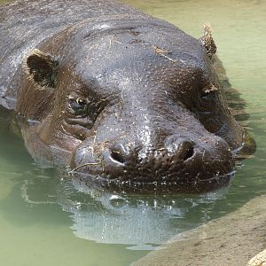 Pygmy Hippo at the Greensboro Science Center