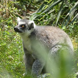 Ring-tailed Lemur at the Greensboro Science Center