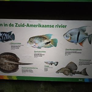 Fish of the caiman pond