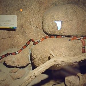 Milksnakes in the desert