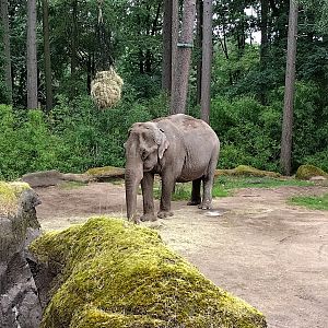 Asian elephant