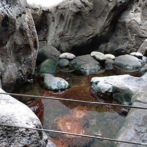 Tide pools with anemones and fish