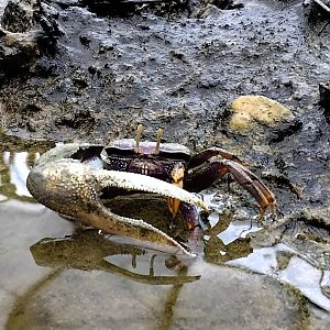 Fiddler crab showing off