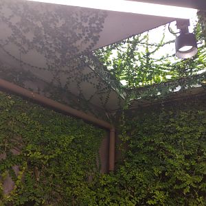 Ficus pumila growing on the ceiling