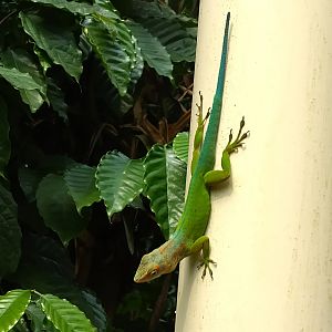 Anole in the bush