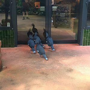 Crowned pigeons try to enter restaurant