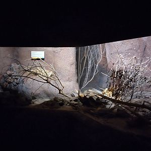 Cactus mouse enclosure, with the lights on