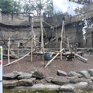 Spider monkey enclosure