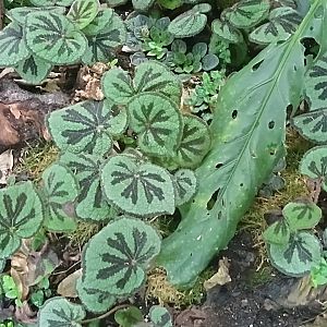 Begonia masoniana in the buttefly hall