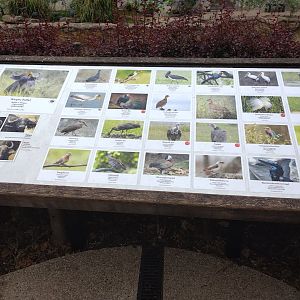 Bird species of the buffalo enclosure
