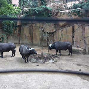 Cape buffalos