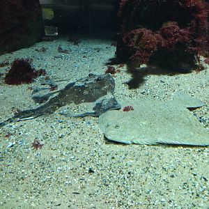 Turbot & ray