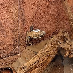 Uromastyx on feeding dish