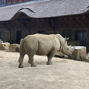 White rhino