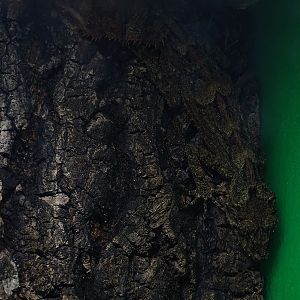 Saltuarius kateae or Saltuarius wyberba