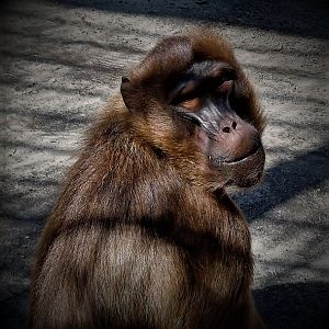 Gelada