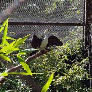 Little pied cormorant