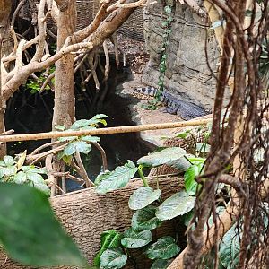 Phillipine Crocodile