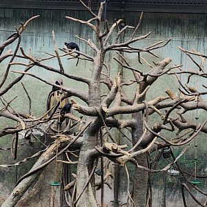 Francois Langur Exhibit