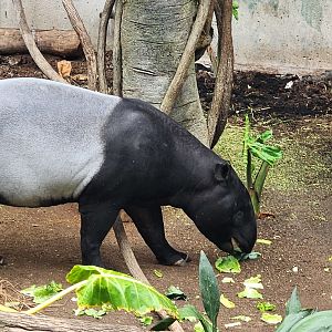 Malayan Tapir