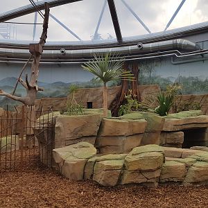 Meranti hall, Lowland tapir