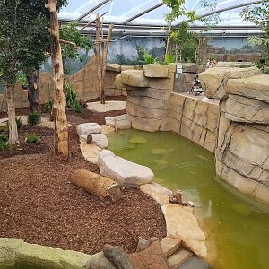 Meranti hall, Howlers and giant otters