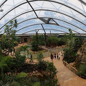 Meranti hall, overview and red lemur