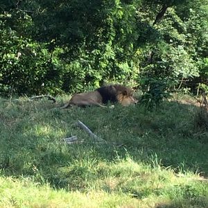 African Lion Xerxes 8/3/19