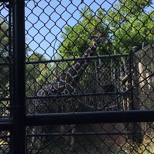 Bull Giraffe Dave 8/3/19