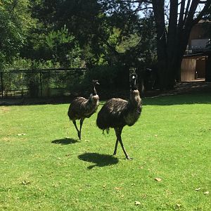 Emus 8/3/19
