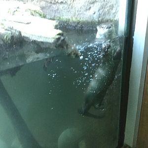 North American River Otter 8/3/19