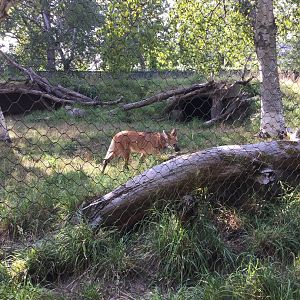 Maned “Wolf” 8/3/19