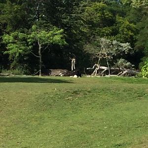 Common Ostrich 8/3/19