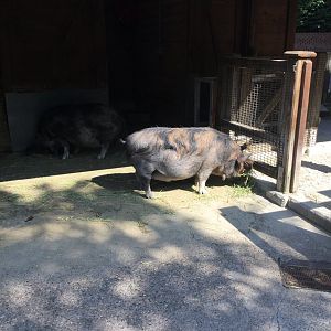Kunekune Pig 8/3/19