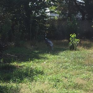 White-napped Crane 8/3/19