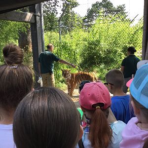 Malayan Tiger Eko During Training 8/3/19