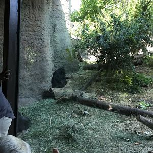 Western Lowland Gorilla exhibit #2 8/3/19