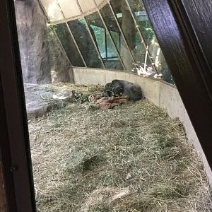 Western Lowland Gorilla exhibit #1 8/3/19