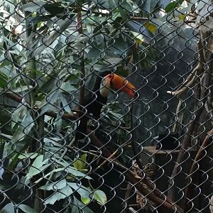 Toco Toucan in Rainforest Aviary 8/3/19